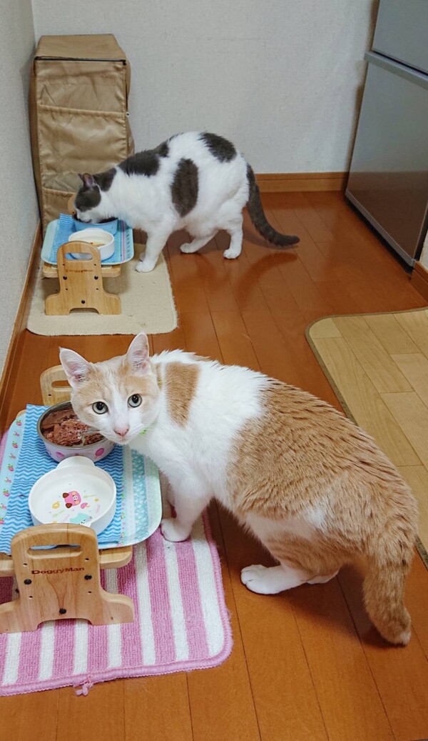 お出迎えチョコ君・お見送りモカ君☆