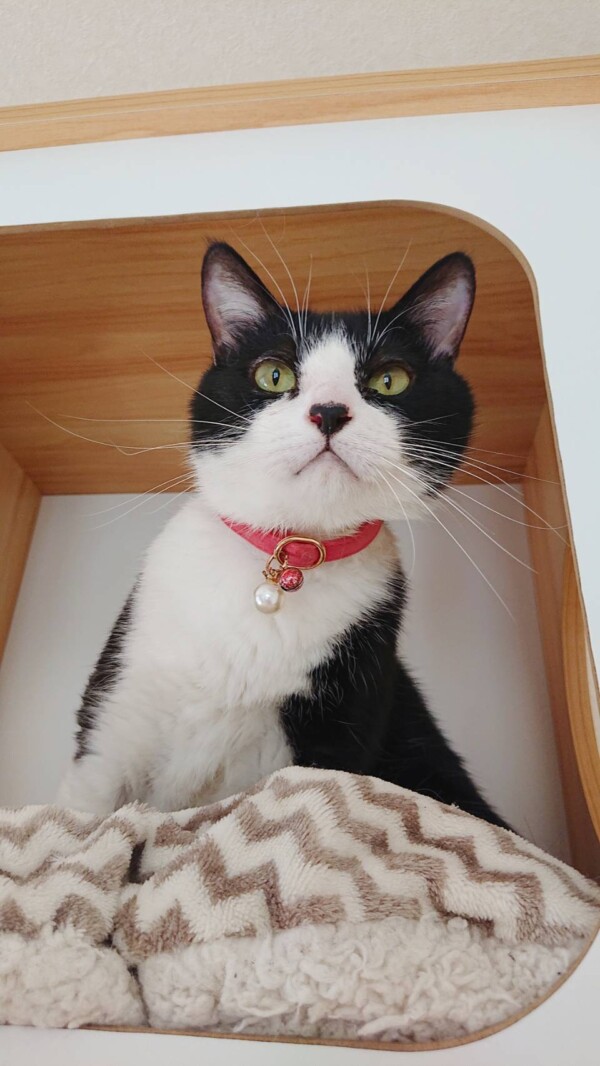 リピートのネモ君☆