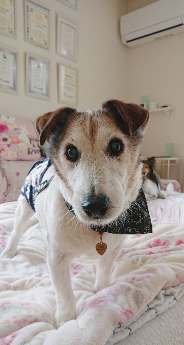 戻って来たログ君☆