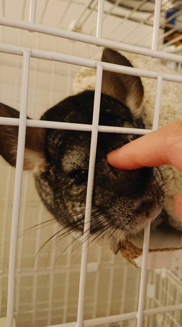 ナデナデうっとりコロンちゃん☆