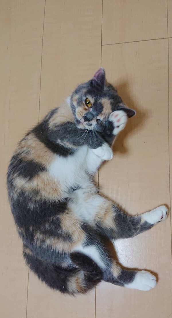 ブリティッシュのポーキーちゃん☆