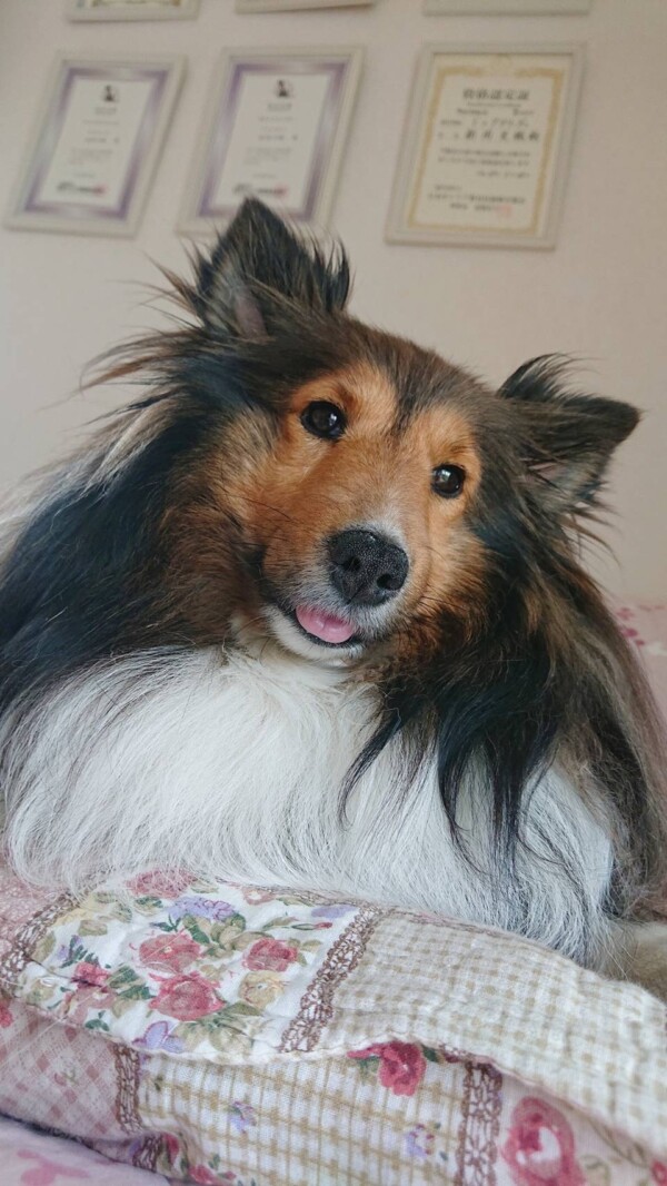 猫好きリリーちゃん☆