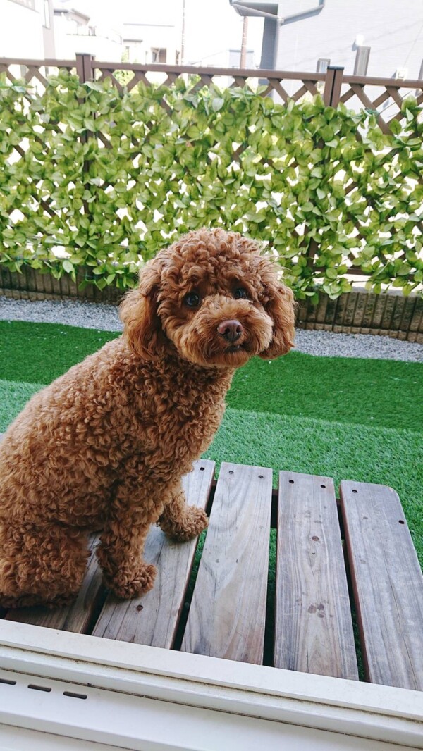 雨上がりのむぎちゃん☆
