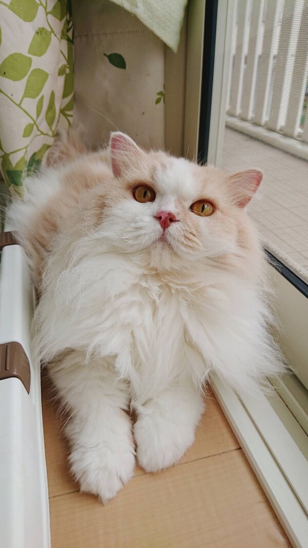 スコティッシュそらちゃん・うみ君☆