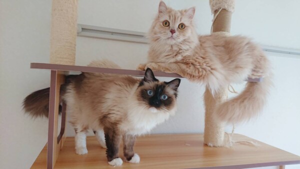 いつも通りアシェル君・慣れたグレースちゃん☆