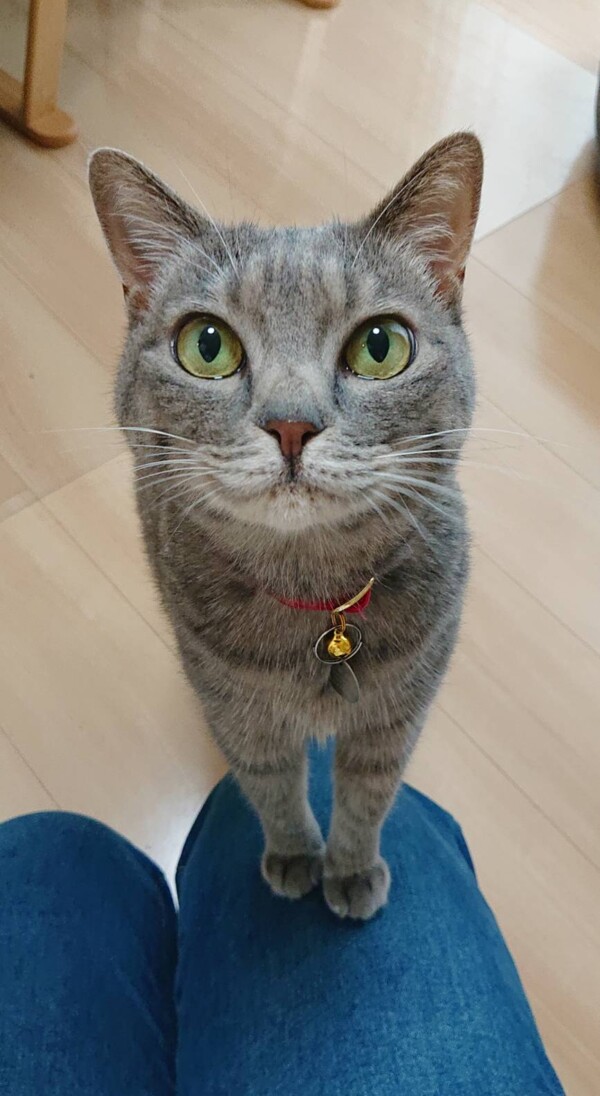 今回は短めこはくちゃん☆