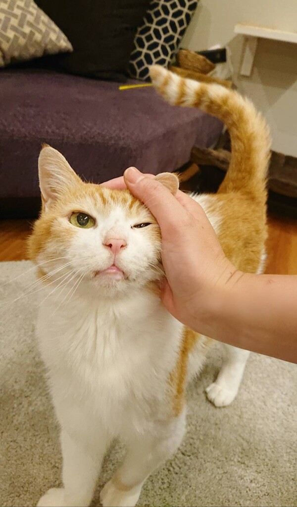 猫御殿5匹にゃん☆