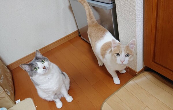 今月のチョコ君・モカ君☆