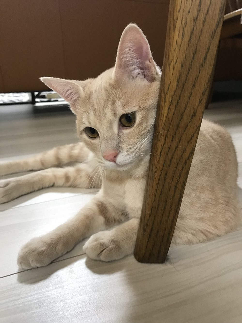 キャットシッター☆福岡市博多区住吉 子猫だった兄弟③