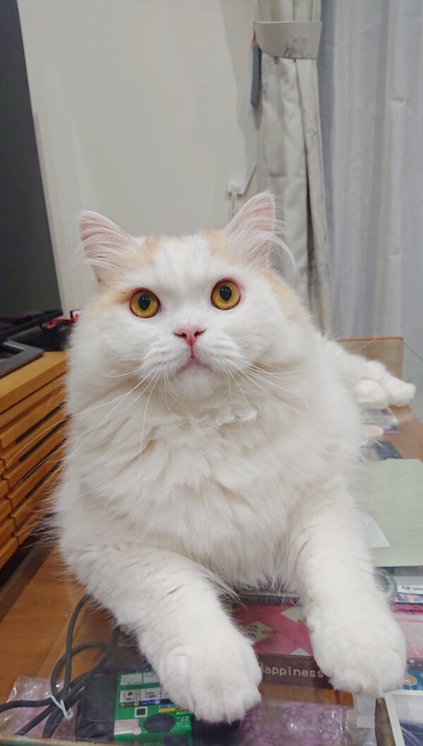 甘えん坊ラテ君と隠れん坊ミクロ君☆