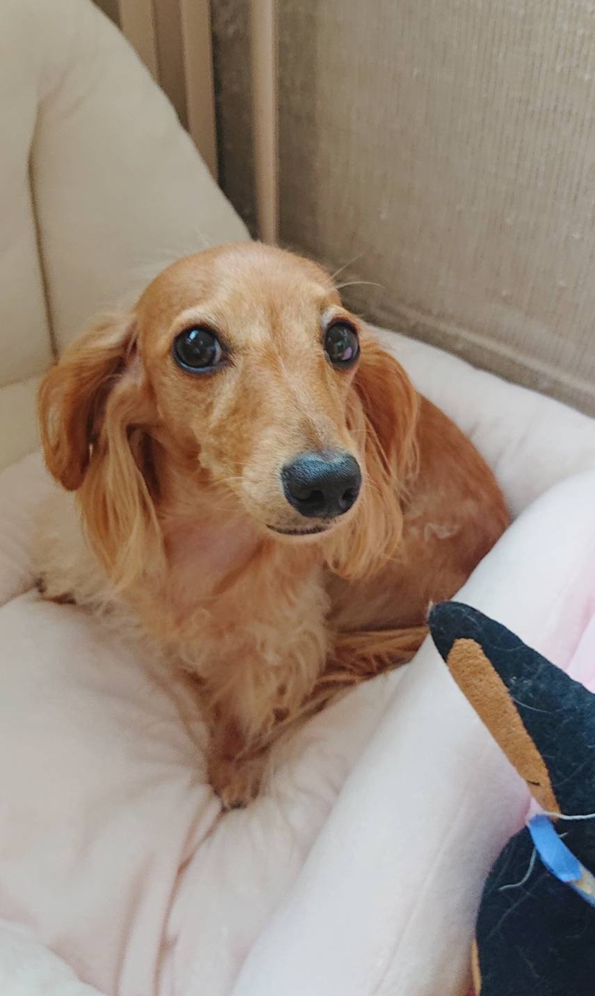 ダックスこころちゃん☆