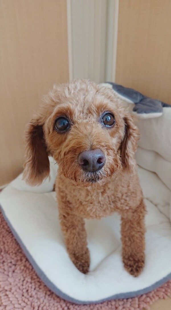 トイプーのプク君☆