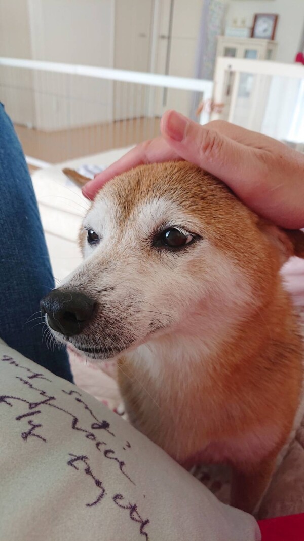 性格が変わった小梅ちゃん☆