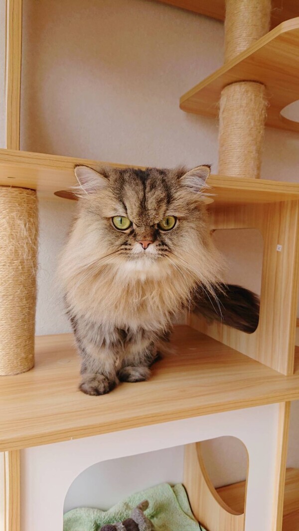 １週間ぐぅちゃん☆