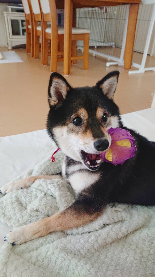 リピートのココアちゃん☆