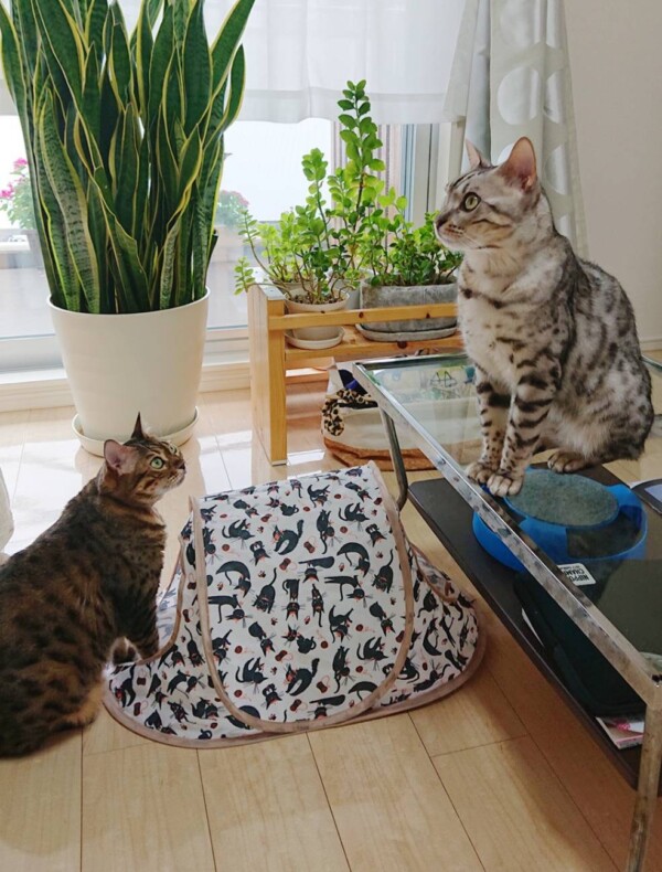 やっぱり雨？メルちゃん・ロゼ君☆