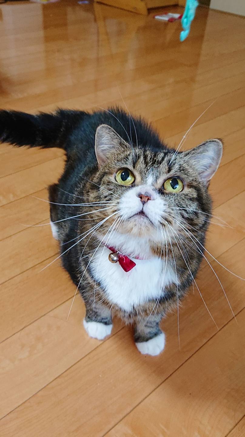 久しぶりのミールちゃん☆