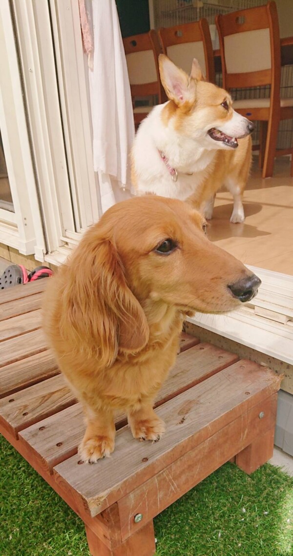 ダックスのマロン君☆