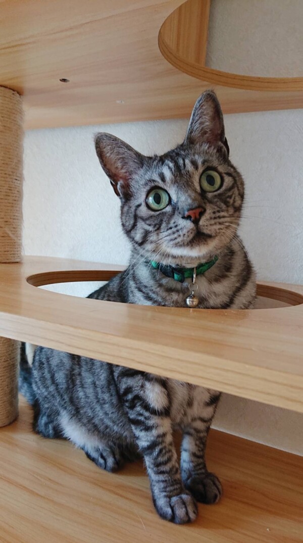 便秘解消こむぎ君☆