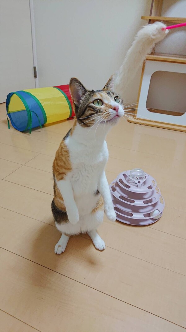 ４９日間あさりちゃん・くるみちゃん・だいず君☆④