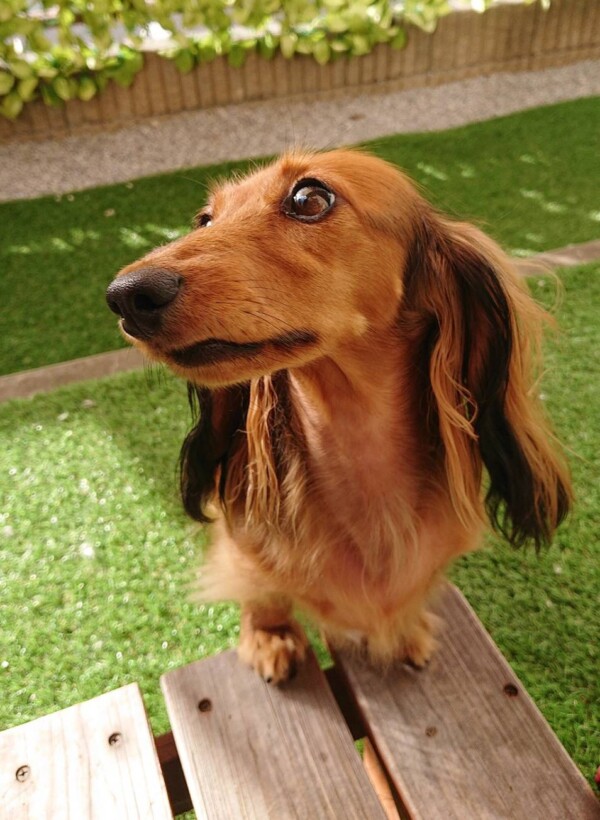 順調に成長のモカちゃん☆