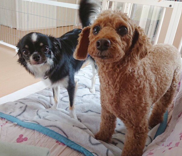 プク君＆ぽんた君☆