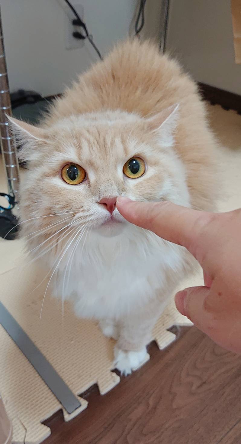 訪問シッター土筆ちゃん☆