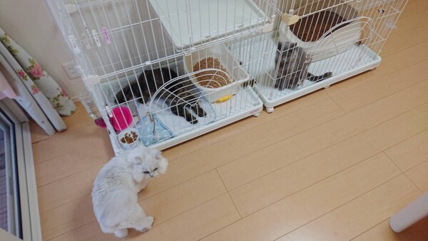 メンディーちゃん・ガン君・おとちゃん☆