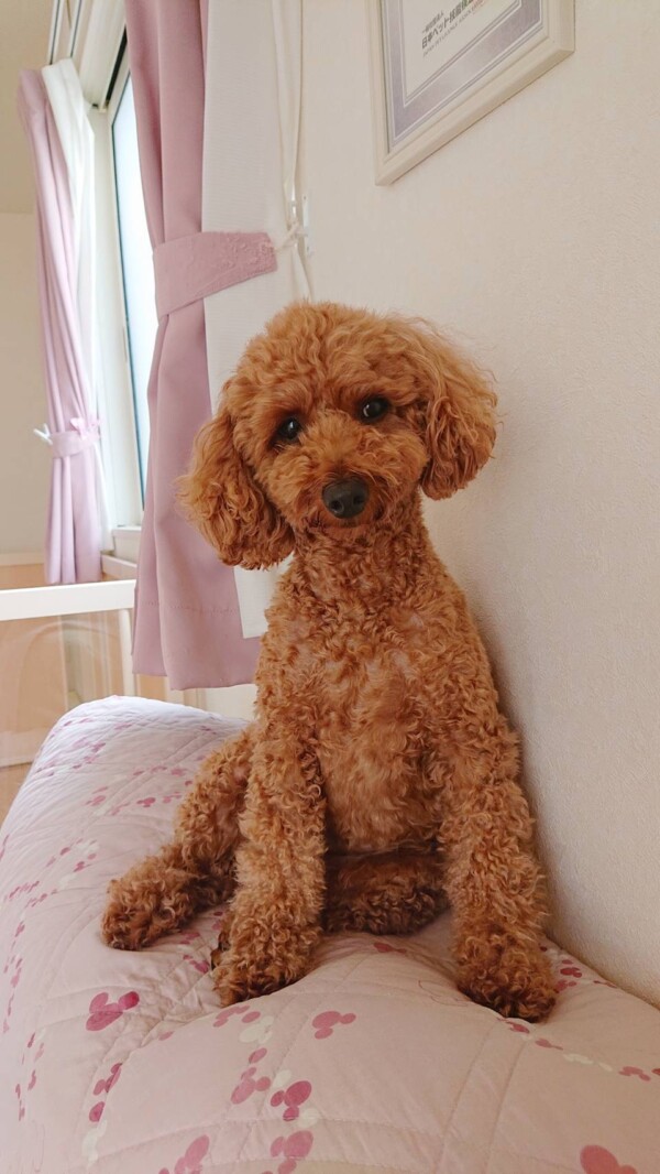 慣れて来たクルちゃん☆