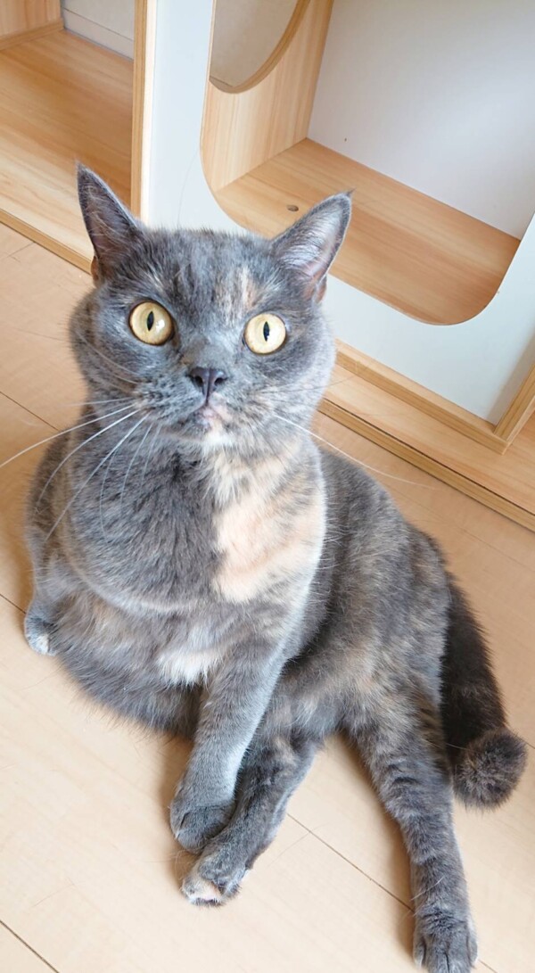 １週間グルーシェニカちゃん☆