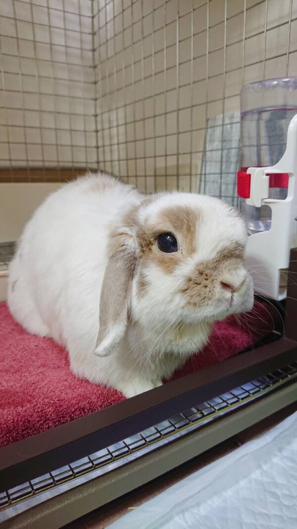 リピートしらたまちゃん☆