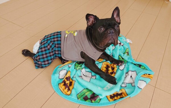 着せ替えやまと君☆