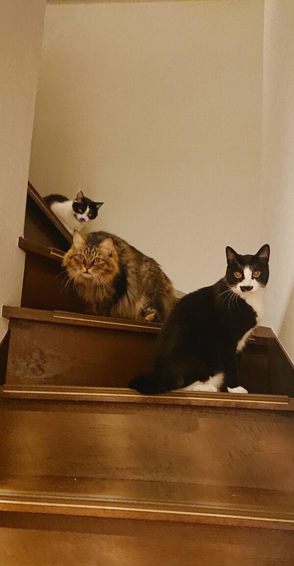 再び猫御殿５にゃん☆