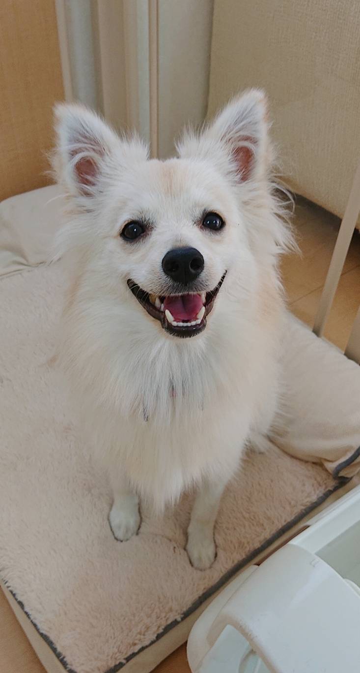 ポメラニアンのツナちゃん☆