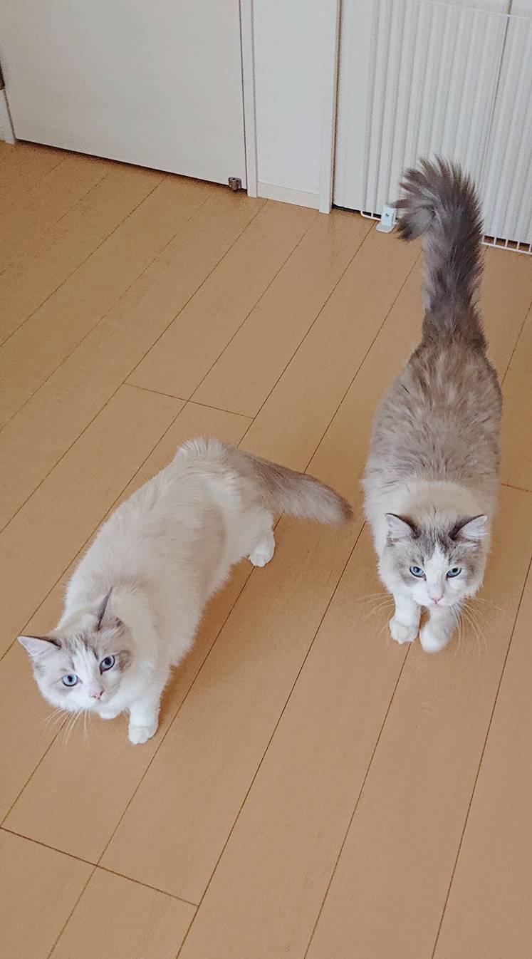 里帰り紅神君・藍神ちゃん☆