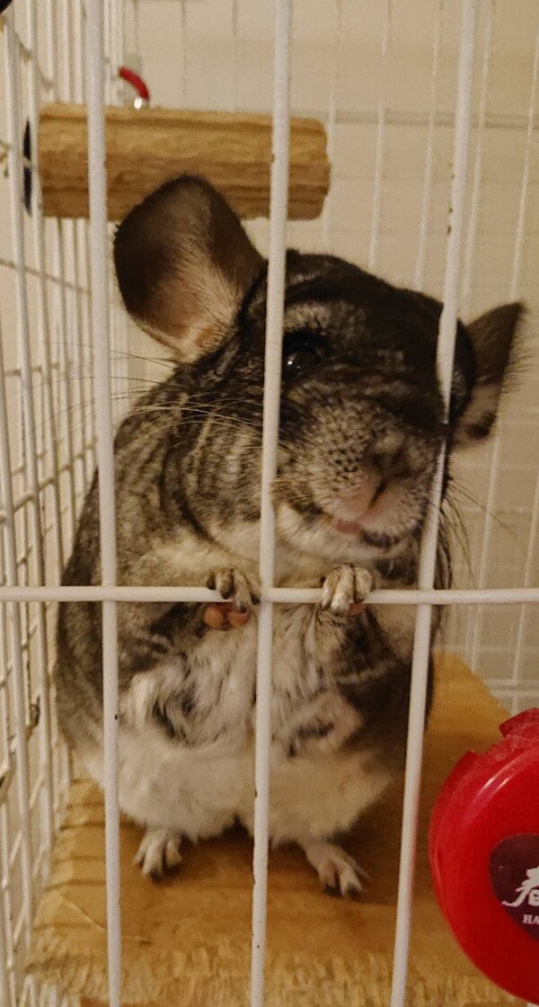 キューティーころんちゃん☆