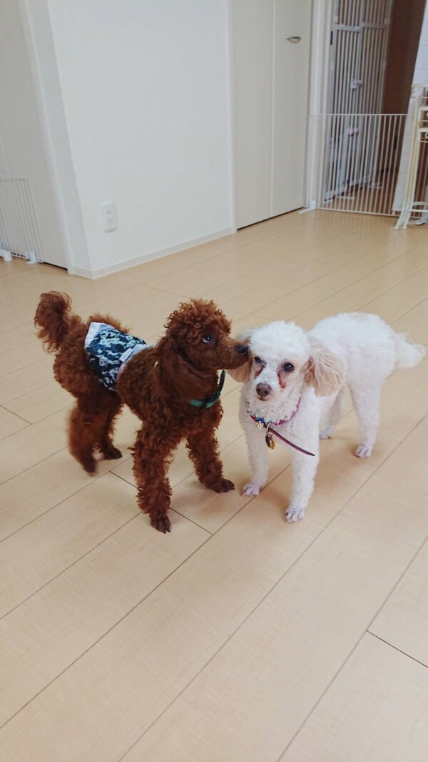 レアちゃん＆盲目のノア君☆