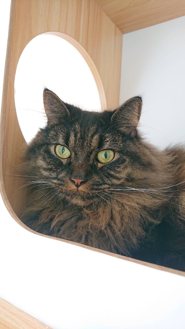 マンチカンの中吉君☆