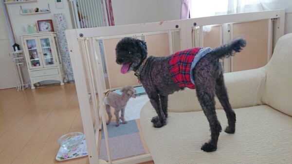 トイプードルまめ君＆海君☆