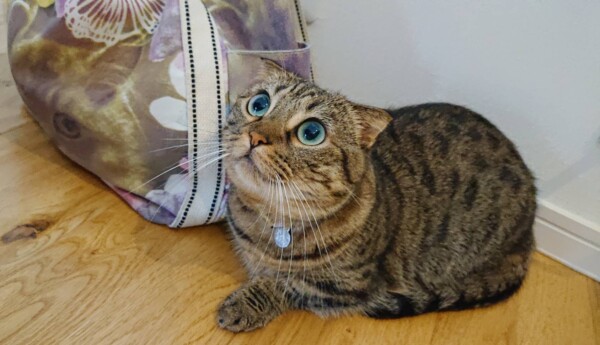 鞄が大好きたみこちゃん☆