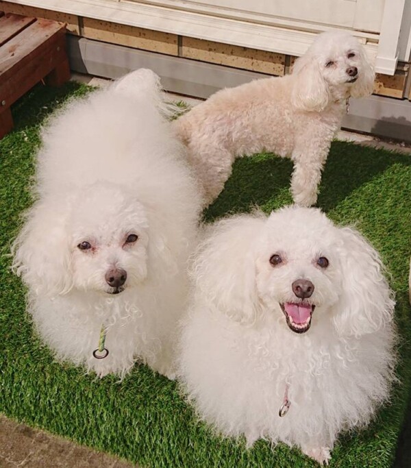 ラテちゃん・みりんちゃん・福君☆