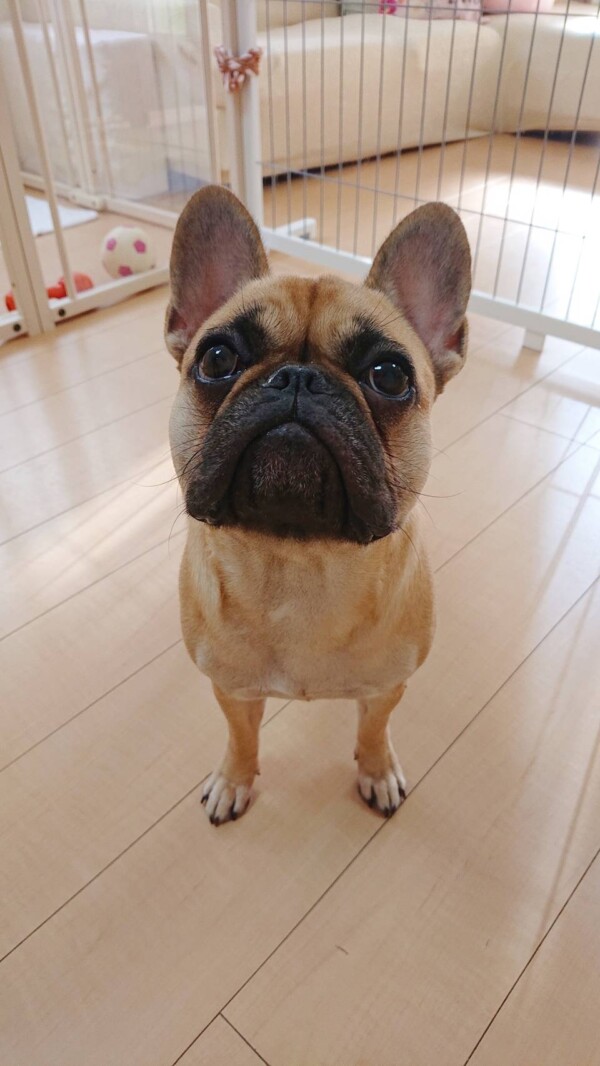 リピートのモカちゃん☆