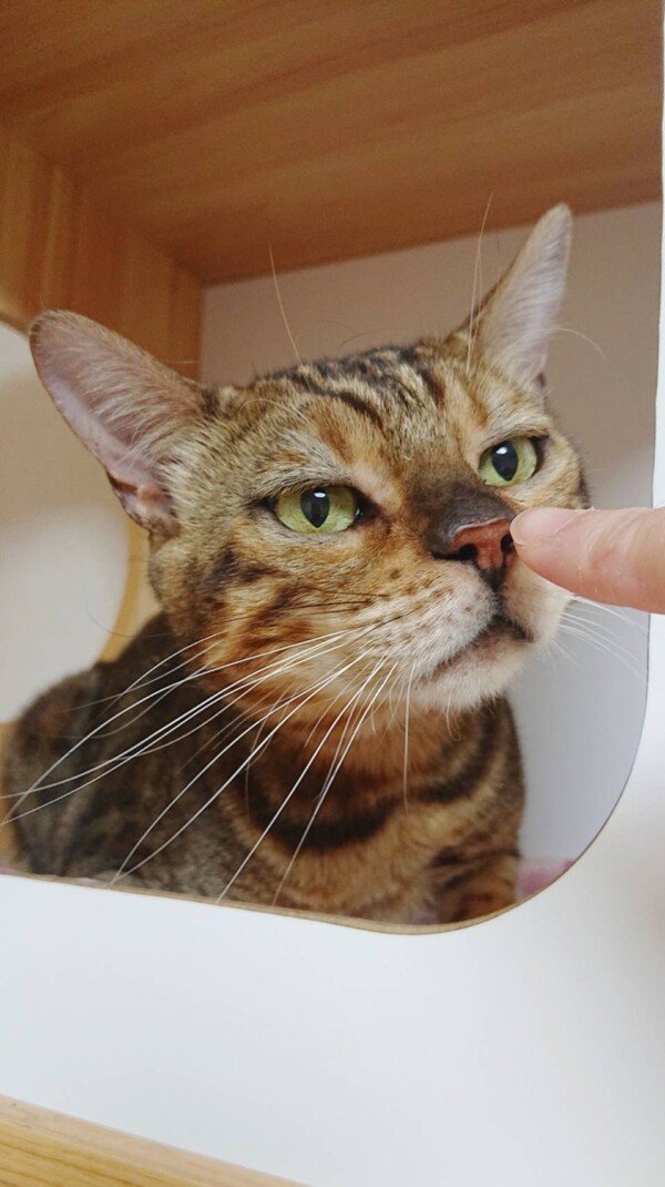 ベンガルのガル君☆