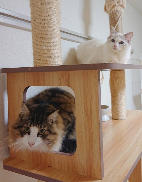 ロロ君・里帰りルルちゃん☆