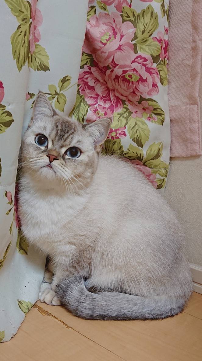 １０日間こるくちゃん☆