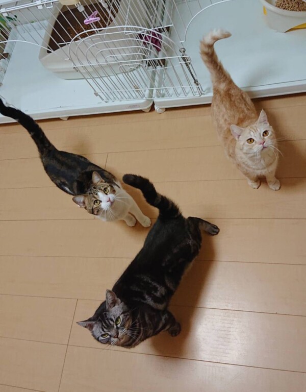 ココ君・テテ君・マル君☆