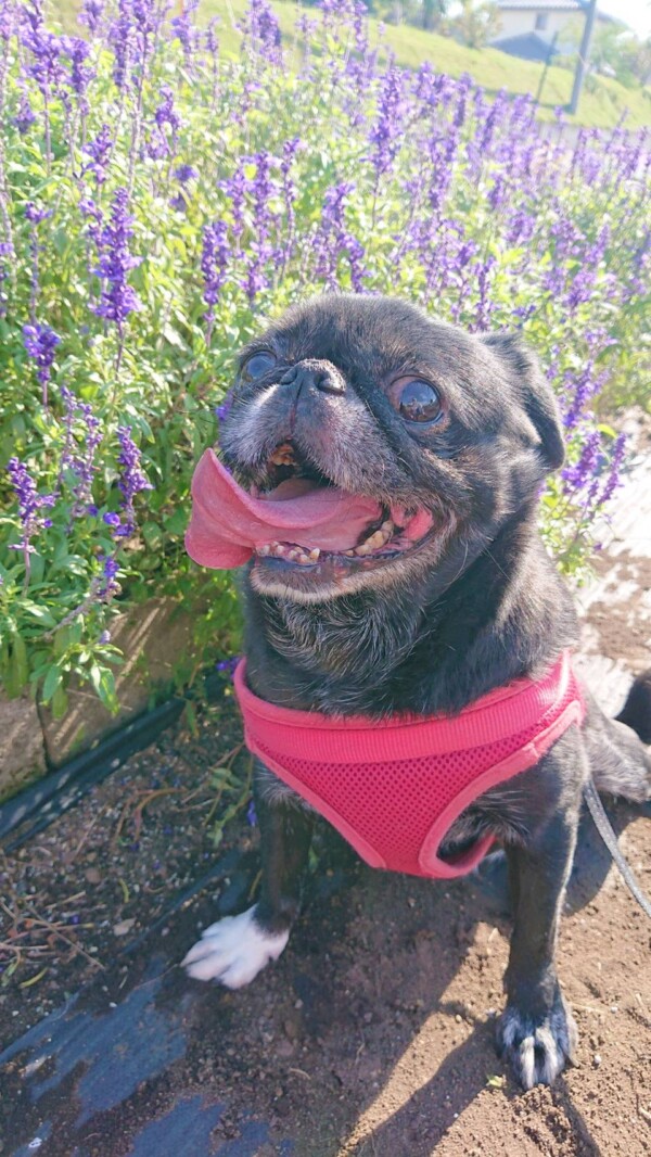 秋のはなちゃん☆