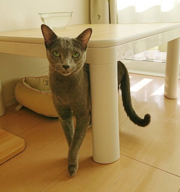 ロシアンブルー花火君☆