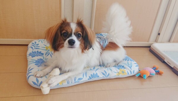 パピヨンのプリン君☆