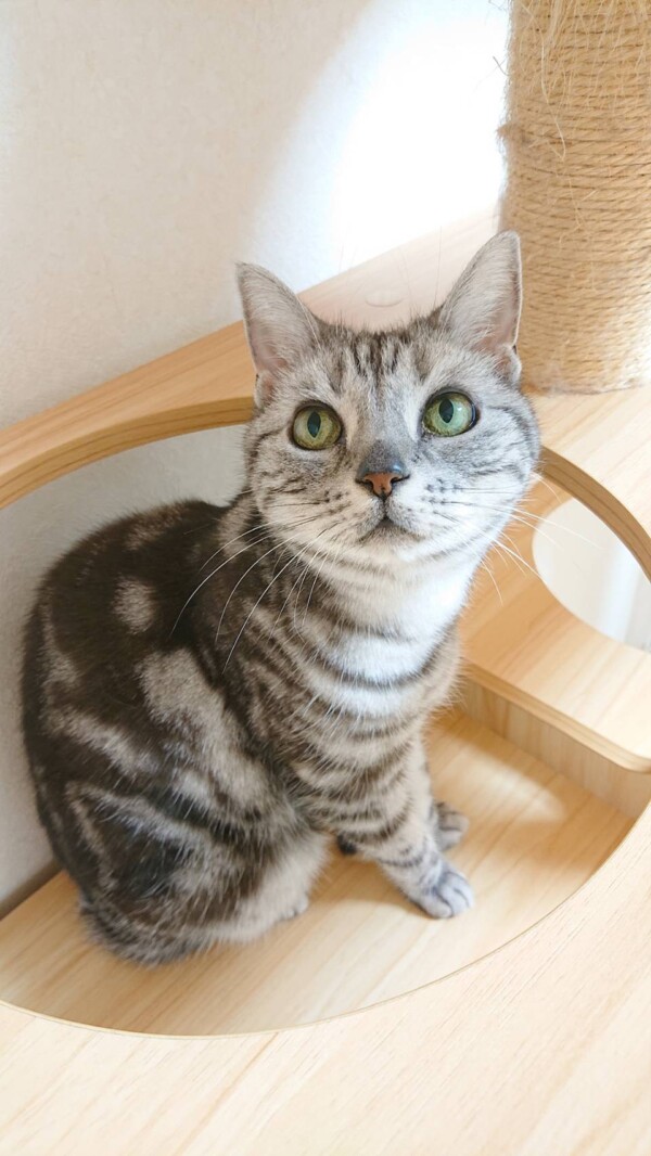 アメショのサニーちゃん☆